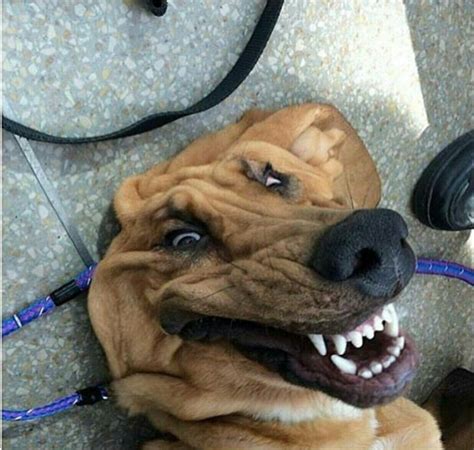 Psbattle Dog With Large Flaps Of Skin On Face Rphotoshopbattles