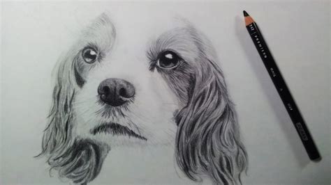 Dog Eyes Sketch At Explore Collection Of Dog Eyes