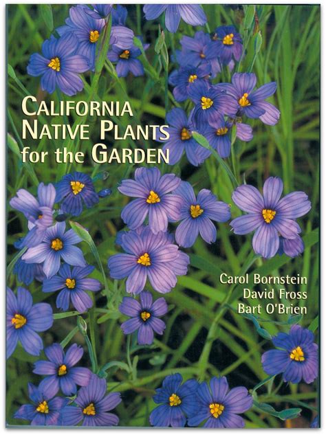Lupinus albifrons silver bush lupine. California Native Plants for the Garden | CNPS-SLO