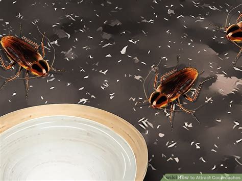 3 Ways To Attract Cockroaches Wikihow