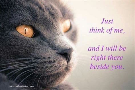 Just Think Of Me And I Will Be Right There Beside You Pet Loss Cat