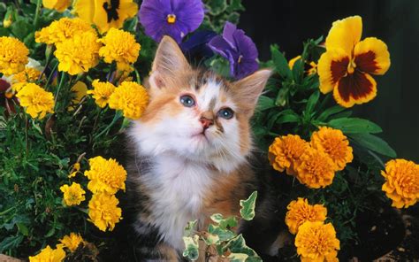 Kitten Spring Wallpaper 65 Images