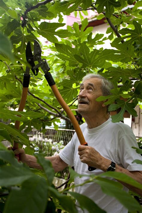 When To Prune Fig Trees In Georgia Deneen Calvert