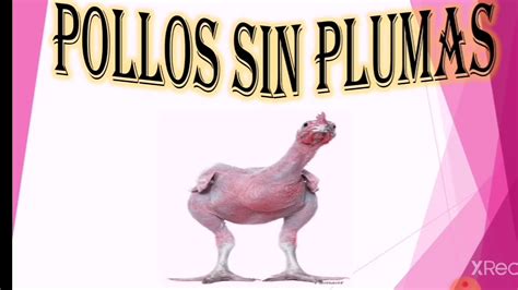 Pollos Sin Plumas 🐣🐤 Youtube