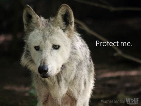 White Wolf New Mexico Game Commission Pushing Endangered Mexican Wolf