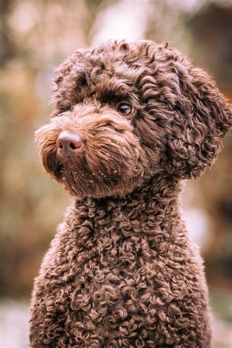 Brown Poodle Guide Everything You Need To Know Puptraveller