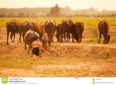 Thailand Rural Traditional Scene Thai Farmer Shepherd Boy Sitting