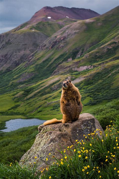 Marmot In The Mountains Rx100ii Rsonyalpha