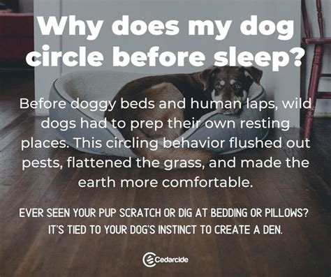 8 Common Dog Behaviors Explained Natural Pet Care Dog Behavior