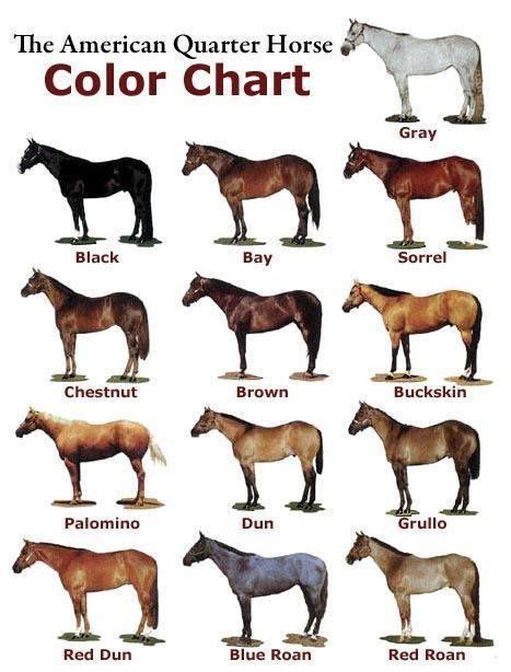 Qh Colors All The Pretty Horses Beautiful Horses Animals Beautiful