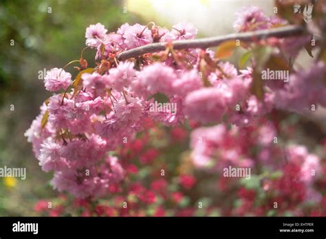 Pink Spring Blossom Stock Photo Alamy
