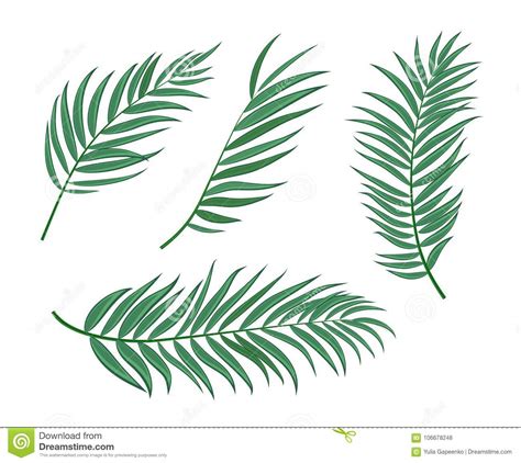 Beautifil Palm Tree Leaf Silhouette Background Vector Illustration