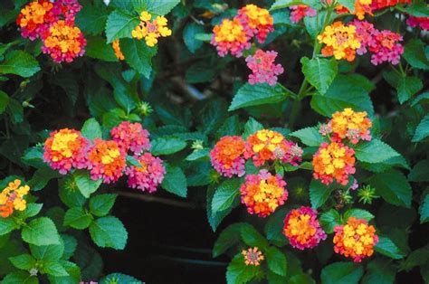 We love watching hummingbirds at our home in texas, and wherever our travels take us across the country. Award-winning plants attract hummingbirds | Mississippi ...