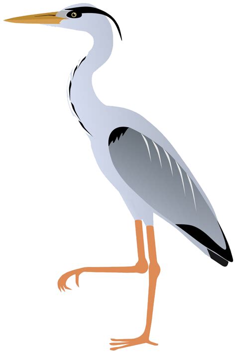Heron Png Transparent Image Download Size 900x1360px