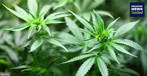Lade breaking news saarland und genieße die app auf deinem iphone, ipad und ipod touch. Cannabisfund nach Familienstreit - Breaking News Saarland
