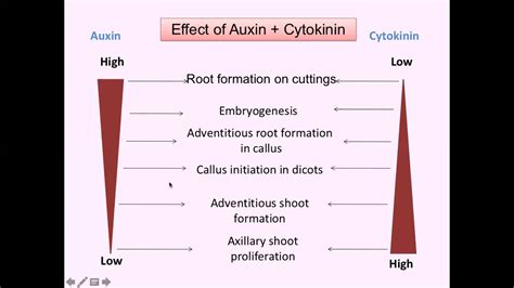 Auxin Cytokinin Interaction Youtube