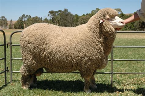 Merino Sheep Milligan S Gander Hill Farm