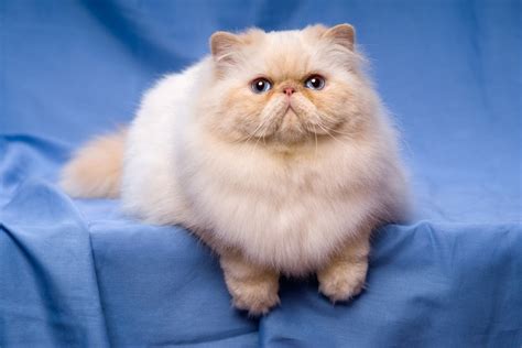 What Is The History Of Persian Cats The Fascinating Story Hepper