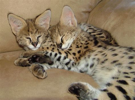 Leptailurus serval), — хищное млекопитающее семейства кошачьих. Animals World: wallpapers of animals serval cats collections