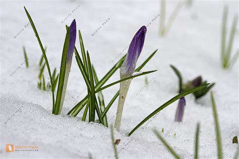 Krokus Im Schnee Bild Bestellen Naturbilder Bei Wildlife Media