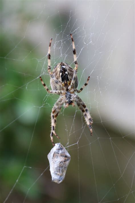 Free Images Nature Outdoor Bug Fauna Invertebrate Spider Web