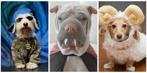 53 Funny Dog Halloween Costumes Cute Ideas For Pet Costumes