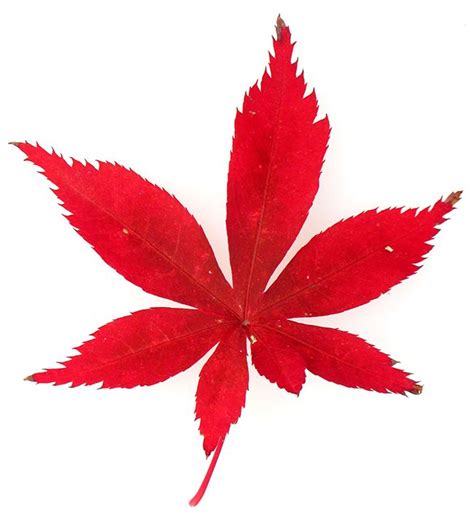 Japanese Maple Leaf Clip Art Corruptedmillenium