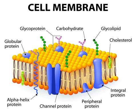 Cell With Membrane Structure Functions And Diagram