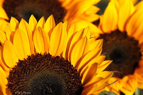 Close Up Photography Of Sunflowers Hd Wallpaper Wallpaper Flare