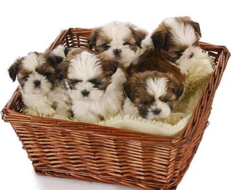 Marine fish, cheese and fermented dairy products, eggs, vegetables and berries are all required components of the natural menu. Best dog food for Shih Tzu | Shih tzu puppy, Cute puppies ...