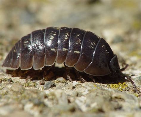 See full list on nexles.com Pest Advice for controlling Woodlice