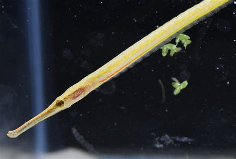 Freshwater Pipefish Trins Tropical Fish