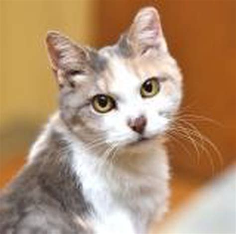 Meet Chloe Cat Of The Week At Tabbys Place
