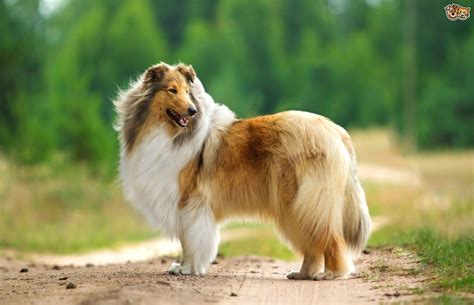 8 min tap thumbnail to download! Rough Collie Dog Breed Information, Buying Advice, Photos ...
