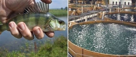 Indoor Aquaculture Fish Farming Methods Agri Farming