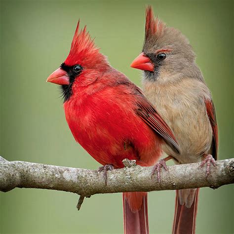 Male And Female Cardinal Birds