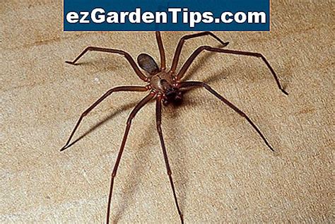 Brown Recluse Spiders In Pennsylvania 🌱 Tips Tuinders