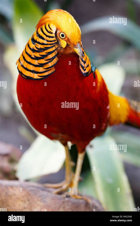 Beautiful Male Golden Pheasant Bird Stock Photo Alamy