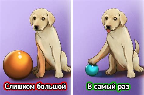 Как выбрать игрушку для собаки / Бери и делай