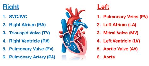 Pathway Blood Flow Through The Heart Chart Fetal Circulation As You