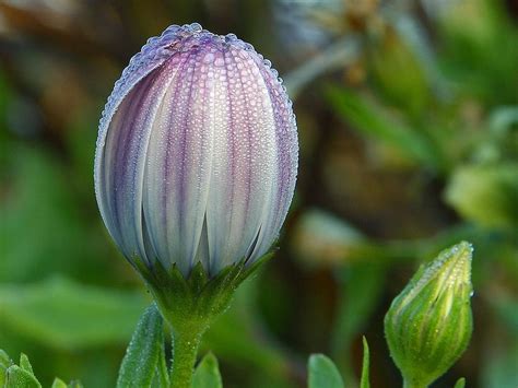 Flower purple flowers bloom nature blossom flowers spring flora purple flower purple. Flower Purple | Free Stock Photo | Close up of a purple ...