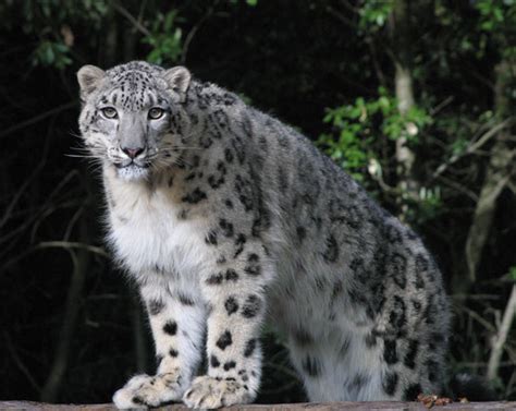 Why Care Save The Snow Leopards Now