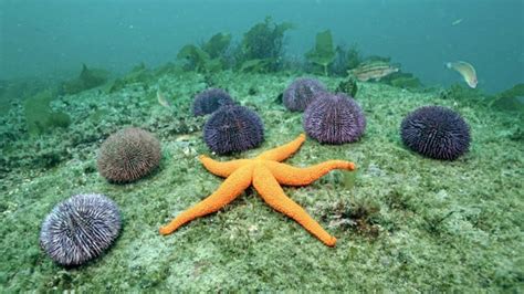 Download Orange Starfish And Sea Urchin Wallpaper
