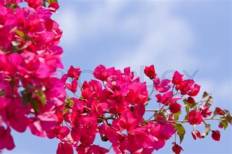 Beautiful Pink Magenta Bougainvillea Flowers And Blue Sky