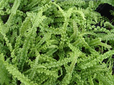 Plants can spread vegetatively from stout, chaffy rhizomes, and are capable of forming large clumps[. ATHYRIUM filix-femina 'Frizelliae' - Plantes vivaces