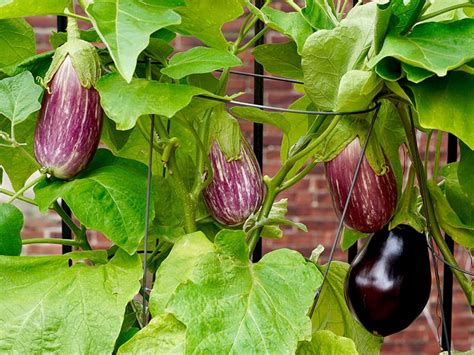 How To Grow Eggplants In Containers