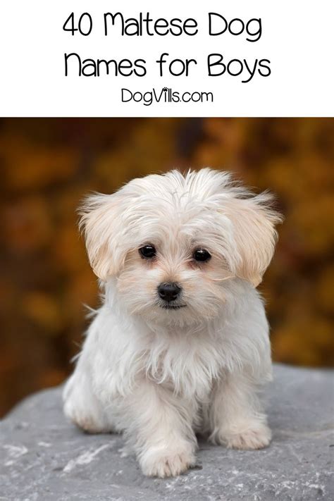 80 Beautiful Maltese Dog Names For Your New Pup Artofit
