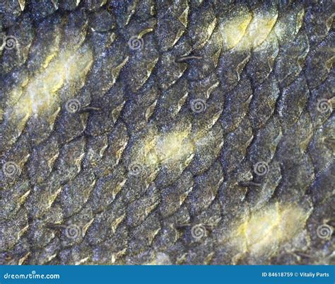 Texture Of Fish Scales Stock Image Image Of Texture 84618759