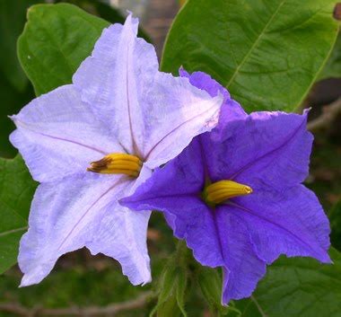 พบอยู่ในเกือบทุกงาน โดยเฉพาะงานแต่งงาน ดอกยิปโซมีความพิเศษ คือ แม้จะแห้งแล้วก็ยังสามารถคงสภาพเป็นดอกที่สวย. ความหมายของดอกไม้: ความหมายของดอกยิปโซ