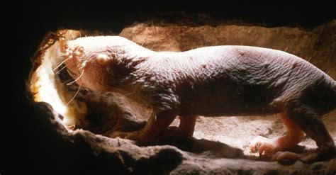 Incredible Naked Mole Rat Facts